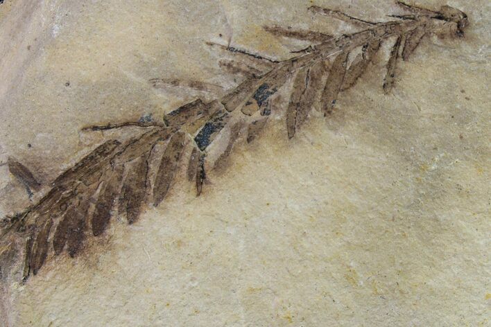 Dawn Redwood (Metasequoia) Fossil - Montana #153693